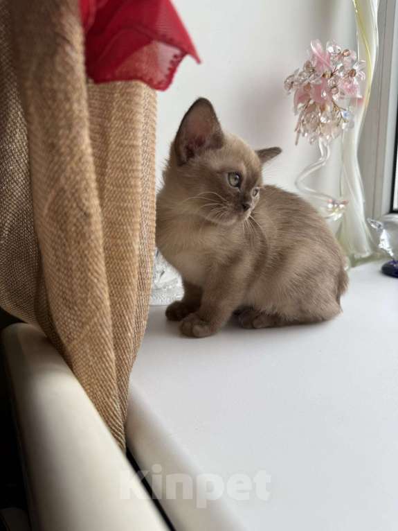 Кошки в Брянске: Котята бурмы Мальчик, 50 000 руб. - фото 10