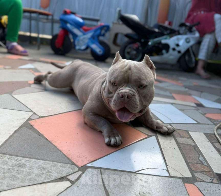 Собаки в Краснодаре: Микроэкзот булли на вязку Мальчик, 25 000 руб. - фото 2