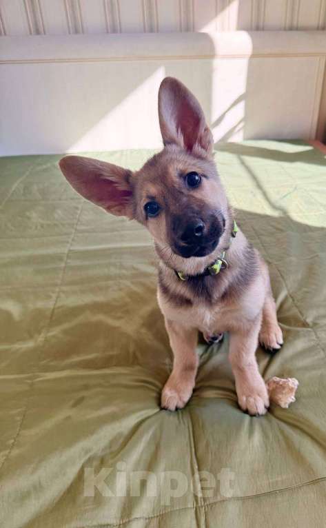 Собаки в Москве: Отдам щенка в добрые руки Девочка, Бесплатно - фото 1