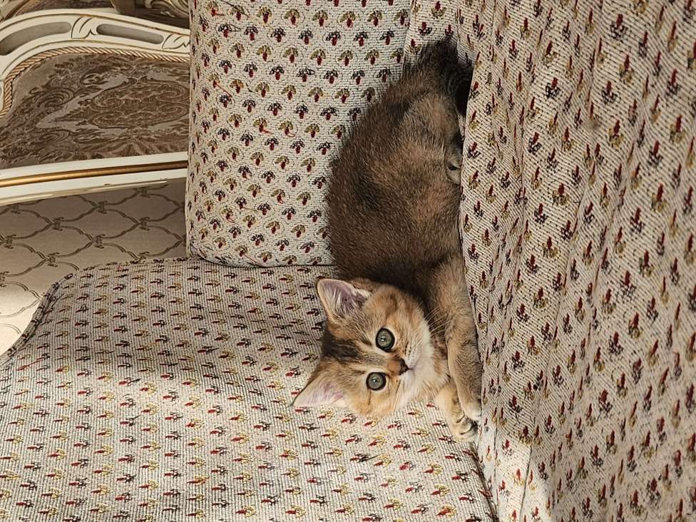 Кошки в Москве: Шотландские котята Девочка, 24 999 руб. - фото 2