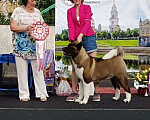 Собаки в Ярославле: Кобель американской акиты для вязки Мальчик, 35 000 руб. - фото 4