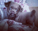 Собаки в Пензе: Чихуахуа вязка, 1 руб. - фото 3