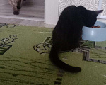 Кошки в Бийске: Котёнок найденый в кустах, Бесплатно - фото 2