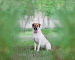 Собаки в Москве: Пристраиваю домашнего щенка Бэль, 10 мес Девочка, 50 руб. - фото 1