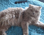 Кошки в Уссурийске: Шотландский Вислоухий кот! Вязка! Мальчик, 5 000 руб. - фото 2