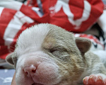 Собаки в Евпатории: Американский булли  Мальчик, Бесплатно - фото 1