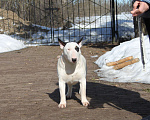 Собаки в Москве: Бультерьер Зара Девочка, 150 000 руб. - фото 4