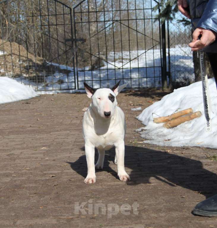 Собаки в Москве: Бультерьер Зара Девочка, 150 000 руб. - фото 4