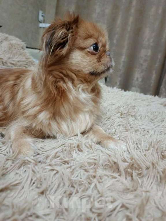 Собаки в Нижнем Новгороде: Продаю щенков пекинеса Разнополые, 20 000 руб. - фото 4