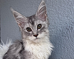 Кошки в Кудрово: Котенок Мейн-кун девочка Девочка, 55 000 руб. - фото 2