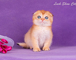 Кошки в Санкт-Петербурге: Золотой скоттиш-фолд Мальчик, Бесплатно - фото 3
