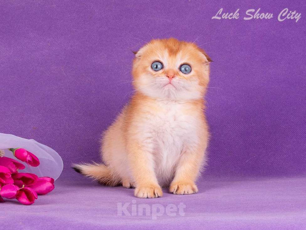 Кошки в Санкт-Петербурге: Золотой скоттиш-фолд Мальчик, Бесплатно - фото 3