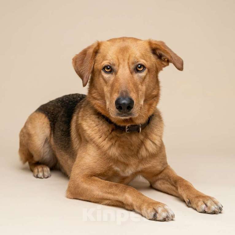 Собаки в Москве: собака Афина из приюта в добрые руки Девочка, Бесплатно - фото 4