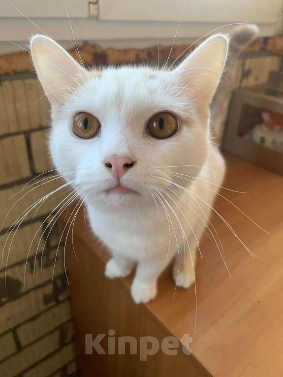 Кошки в Москве: Кот домашний Мальчик, Бесплатно - фото 1