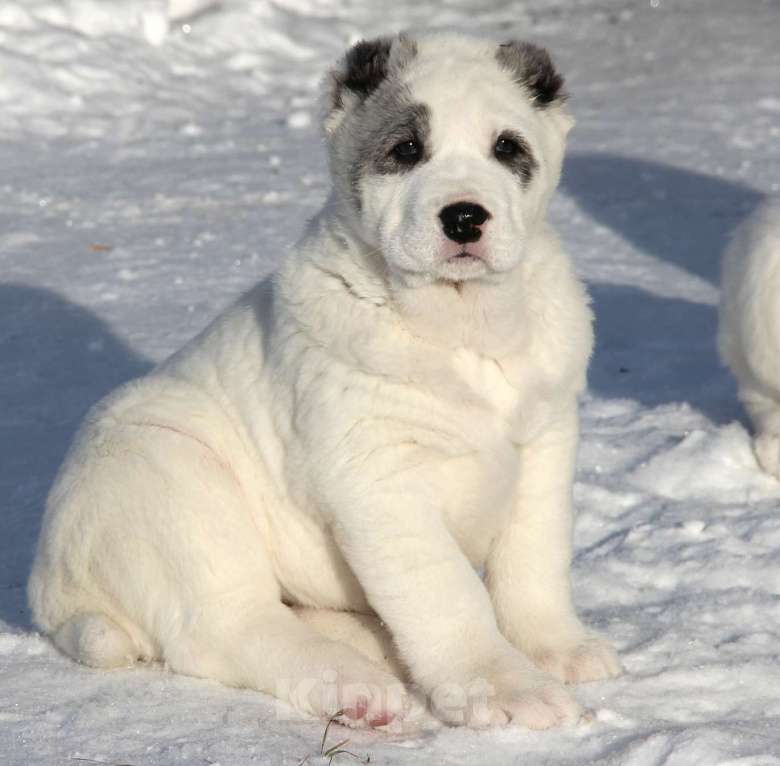 Собаки в Санкт-Петербурге: Щенки Алабая Мальчик, 80 000 руб. - фото 5
