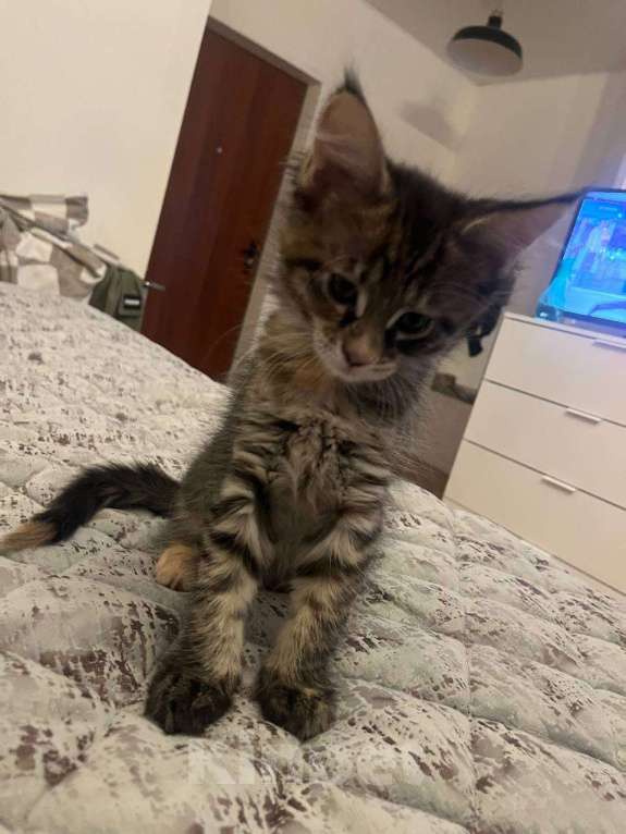 Кошки в Москве: Котята Мейн-Кун Девочка, 20 000 руб. - фото 3