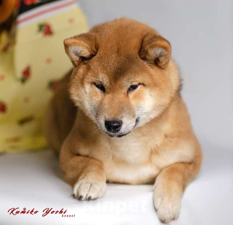 Собаки в Мурманске: Сиба ину девочка РКФ Девочка, 75 000 руб. - фото 8