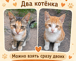 Кошки в Воронеже: «Ищу дом»/«В добрые руки» Мальчик, Бесплатно - фото 1