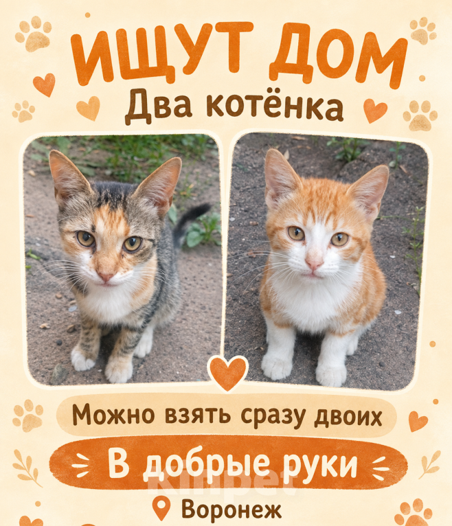 Кошки в Воронеже: «Ищу дом»/«В добрые руки» Мальчик, Бесплатно - фото 1