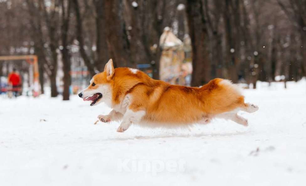 Собаки в Санкт-Петербурге: Вязка прекрасного самца Мальчик, 30 000 руб. - фото 2