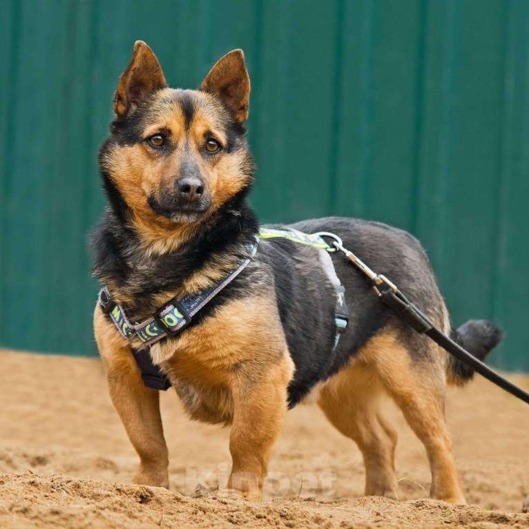 Собаки в других городах Московской области: Брэнди, микро-овчар Мальчик, Бесплатно - фото 5