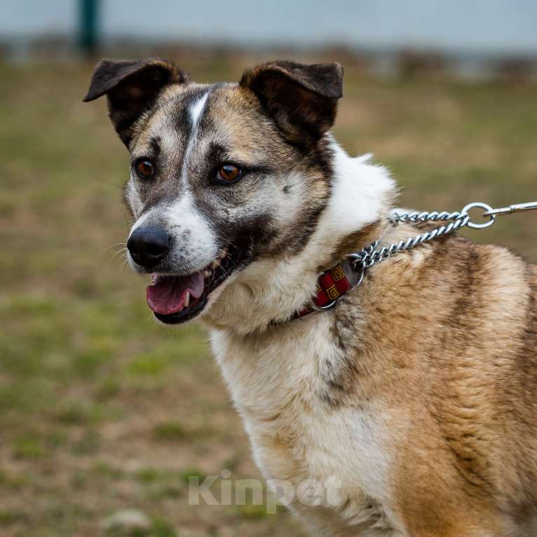 Собаки в Москве: Дейзи Девочка, Бесплатно - фото 15
