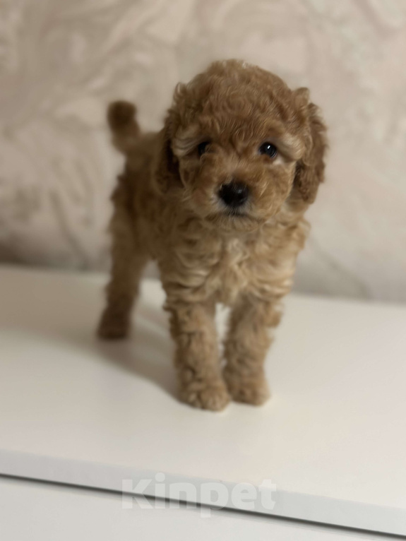 Собаки в Энгельс: Девочка карликового пуделя Девочка, 45 000 руб. - фото 2