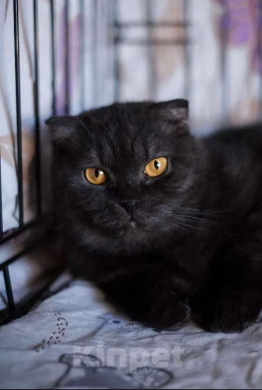 Кошки в Санкт-Петербурге: Лилу из приюта ищет дом Девочка, Бесплатно - фото 1