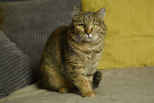 кошка Анфиса в добрые руки