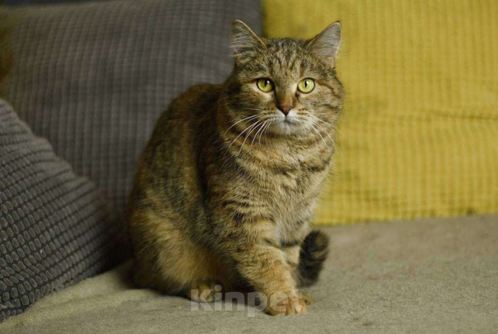 Кошки в Москве: кошка Анфиса в добрые руки Девочка, Бесплатно - фото 1