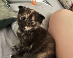 Кошки в Ставрополе: Отдам котят Девочка, Бесплатно - фото 2