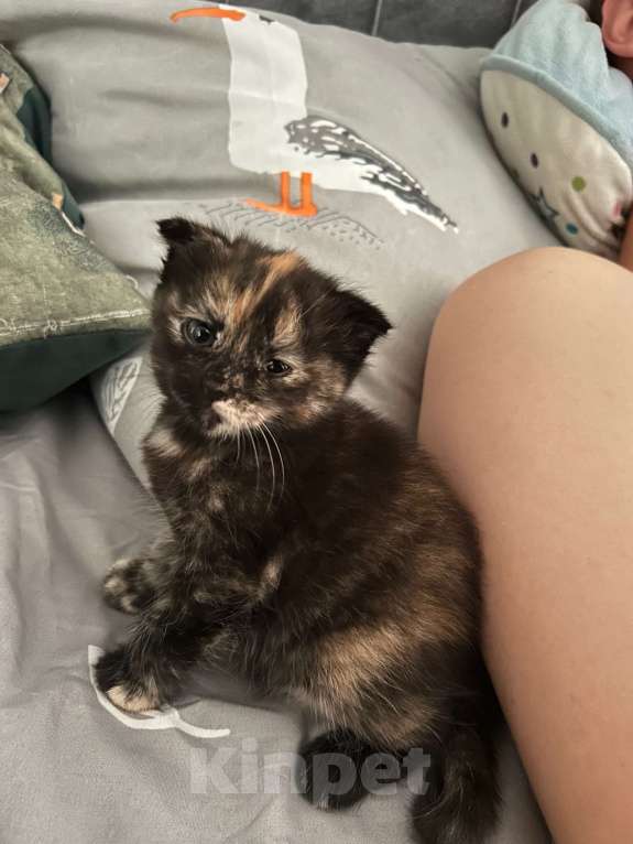 Кошки в Ставрополе: Отдам котят Девочка, Бесплатно - фото 2