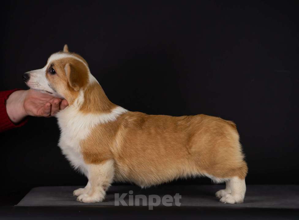 Собаки в Пензе: Юмми Девочка, Бесплатно - фото 4