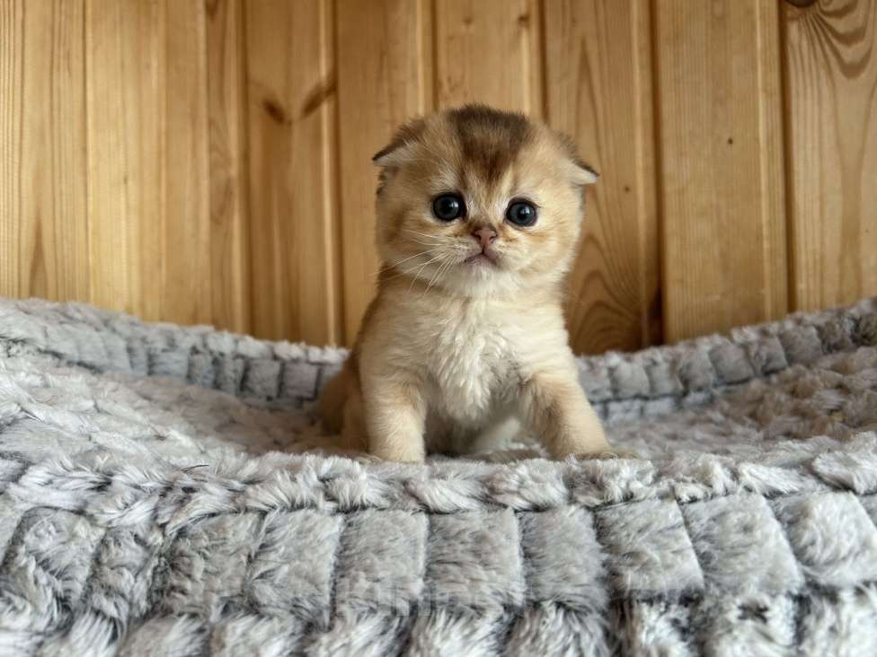 Кошки в Нижнем Новгороде: Котик шотландский вислоухий Мальчик, 35 000 руб. - фото 1