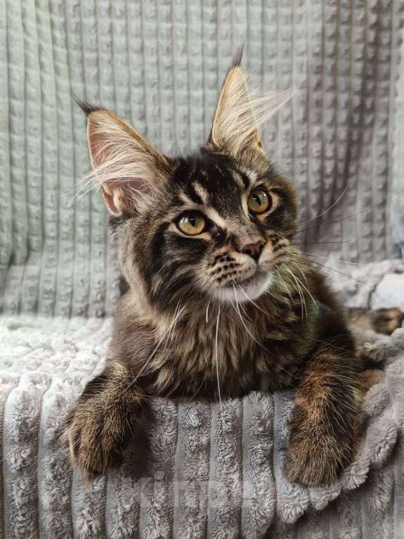 Кошки в других городах Краснодарского края: Котенок Мейн-кун Девочка, 20 000 руб. - фото 3