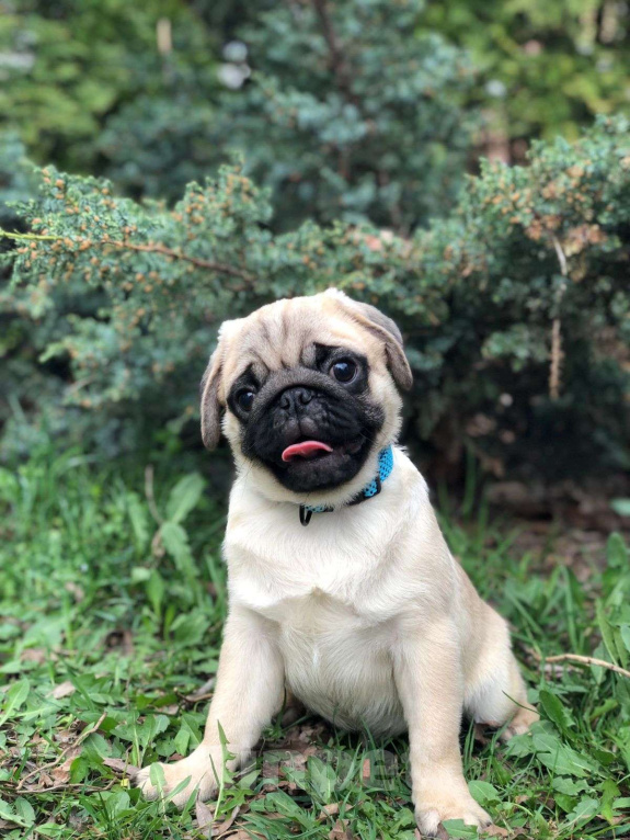 Собаки в Краснодаре: МОПС МАЛЬЧИК RKF/FCI Мальчик, Бесплатно - фото 1