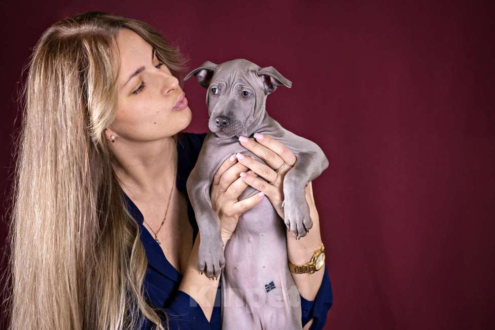 Собаки в других городах Московской области: Щенки Тайского Риджбека Девочка, Бесплатно - фото 9