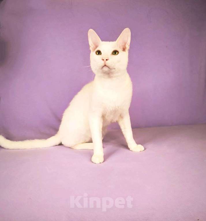 Кошки в Москве: Мини-Юра . Необычный Мальчик с шелковой шубкой Мальчик, Бесплатно - фото 4