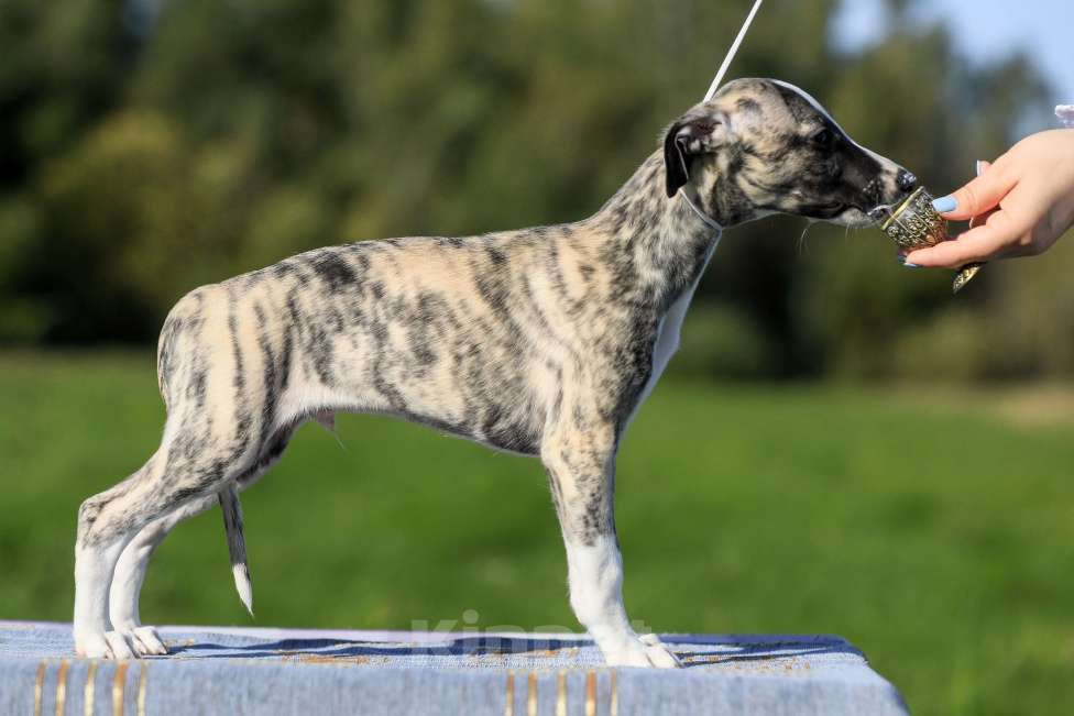 Собаки в Москве: Тиграш уиппет Мальчик, 40 000 руб. - фото 3