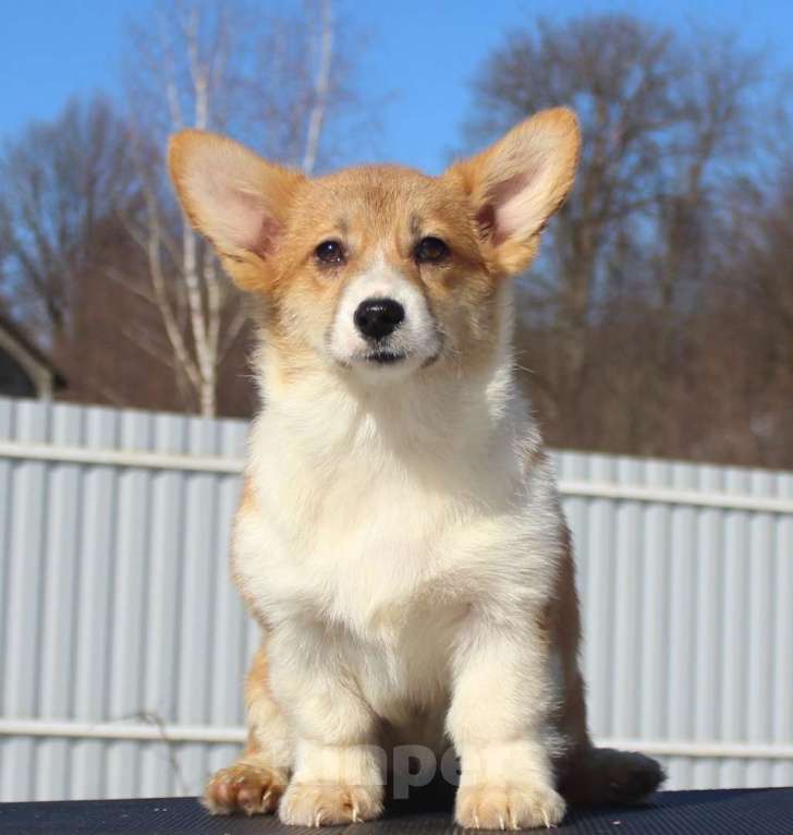 Собаки в Москве: вельш корги пемброк щенки от Интерчемпиона Девочка, 75 000 руб. - фото 2