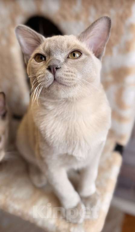 Кошки в Москве: Бурманские котята Мальчик, 60 000 руб. - фото 8