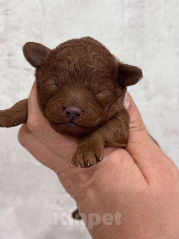 Собаки в Москве: Той-пудель тедди девочка Девочка, 150 000 руб. - фото 1