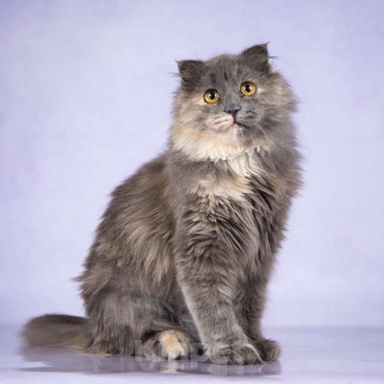 Кошки в Москве: Роскошная молодая хайленд-фолд Инесса в добрые руки Девочка, Бесплатно - фото 2