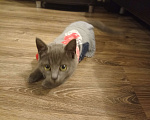 Кошки в Воронеже: Потерялся котенок  Мальчик, Бесплатно - фото 3