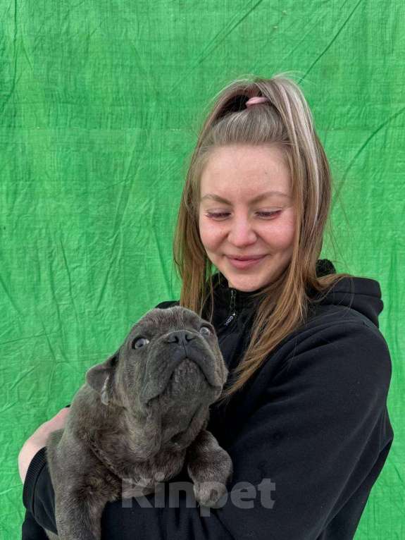 Собаки в Новочебоксарске: Французский бульдог, щенок Арчи Мальчик, 100 000 руб. - фото 1