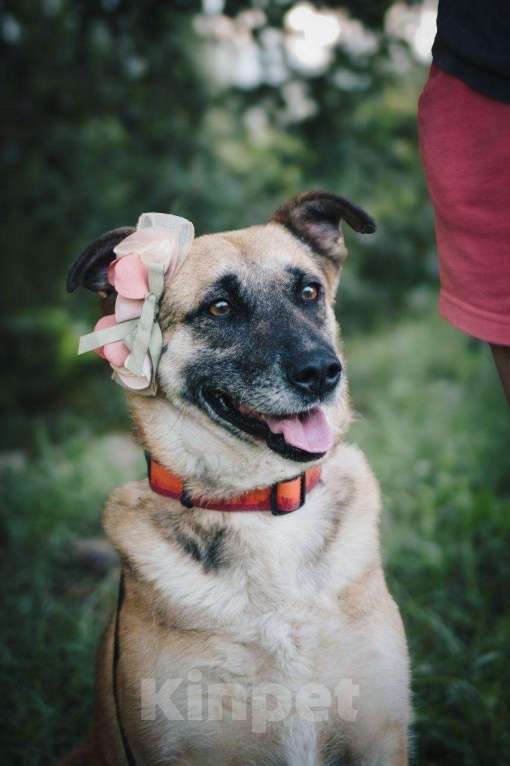 Собаки в других городах Московской области: Девочка Банди ищет дом Девочка, Бесплатно - фото 7