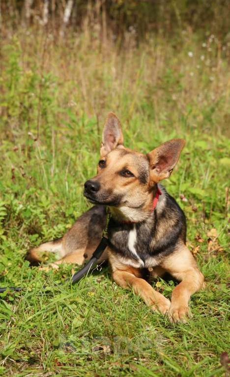 Собаки в Москве: Тиша. Нежная квартирная девочка Мальчик, Бесплатно - фото 3