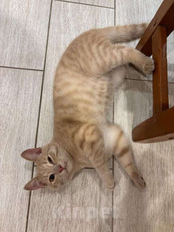 Кошки в Москве: Бося — рыжий котик в добрые руки. Мальчик, Бесплатно - фото 3