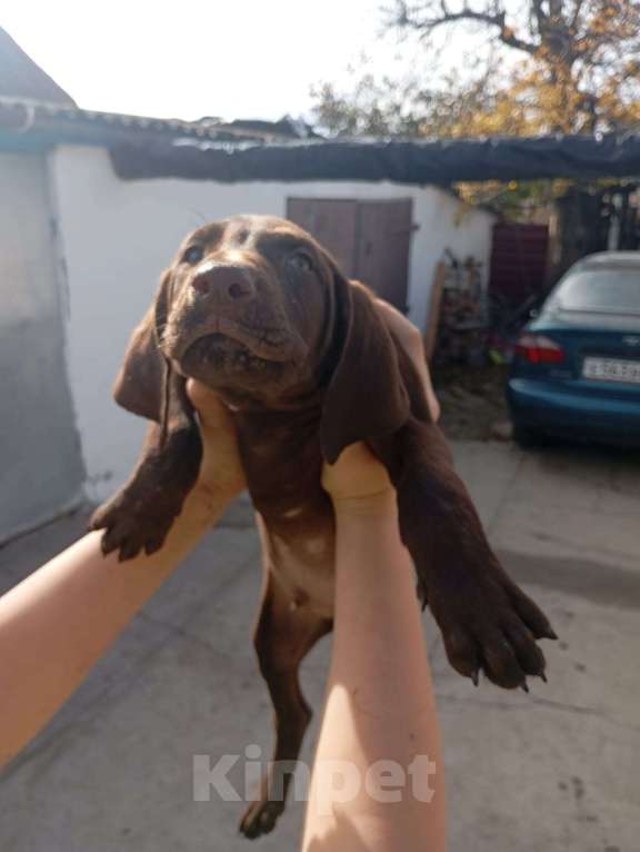 Собаки в других городах Крыма: Щенок Мальчик, 2 000 руб. - фото 1