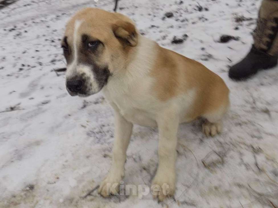 Собаки в Москве: Среднеазиатская овчарка, щенки Девочка, 25 000 руб. - фото 4